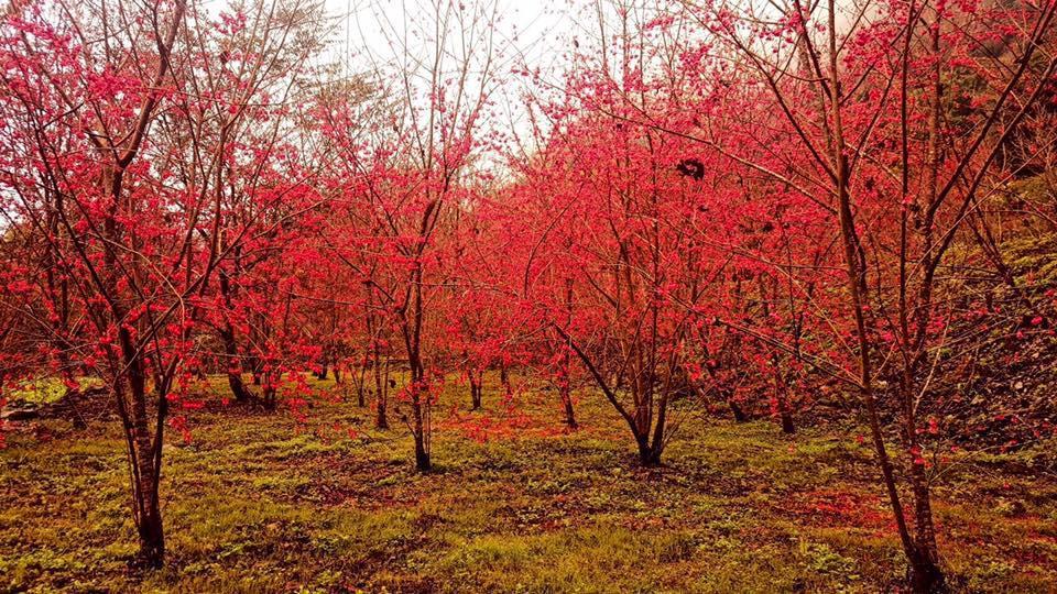 Taroko Formosa Homestay Xiulin Dış mekan fotoğraf